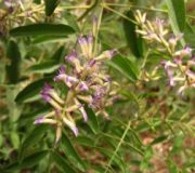 proprietati lemn dulce