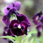 Viola-tricolor