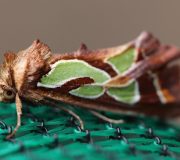 noctuidele