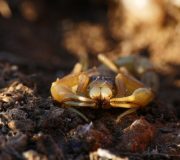 Orientocreagris syrinx
