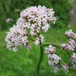 Valeriana officinalis