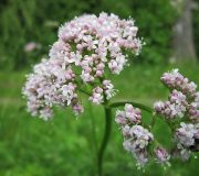Valeriana officinalis